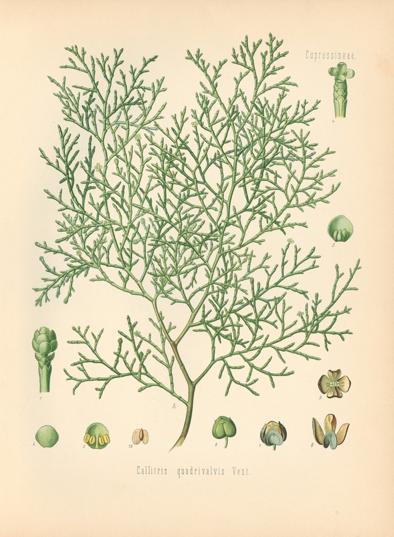 Callitris quadrivalvis by Gustav Pabst, 1883-1914 — digital art print download
