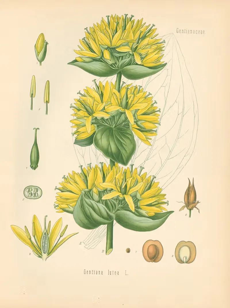 Gentiana lutea by Gustav Pabst, 1883-1914 — digital art print download