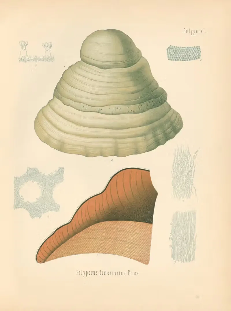 Polyporus fomentarius by Gustav Pabst, 1883-1914 — digital art print download