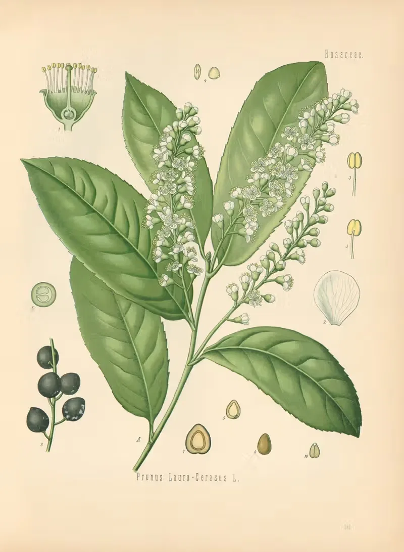 Prunus Laurocerasus by Gustav Pabst, 1883-1914 — digital art print download