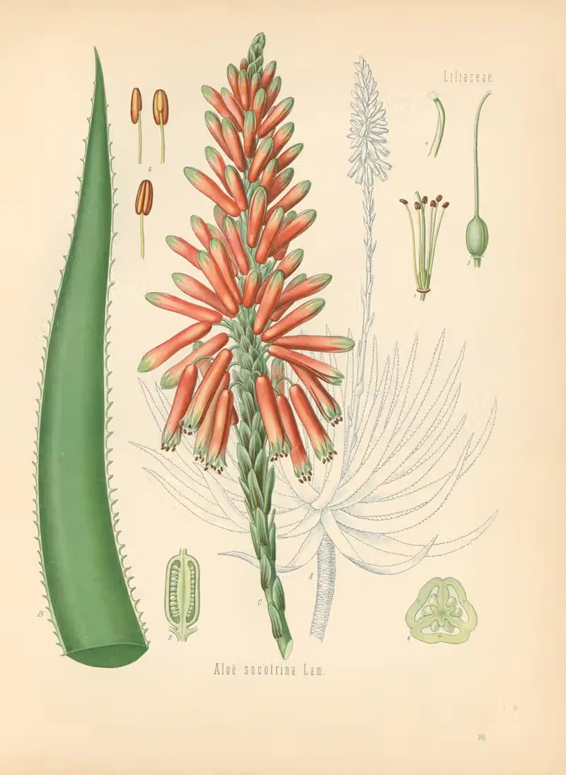 Aloe socotrina by Gustav Pabst, 1883-1914 — digital art print download