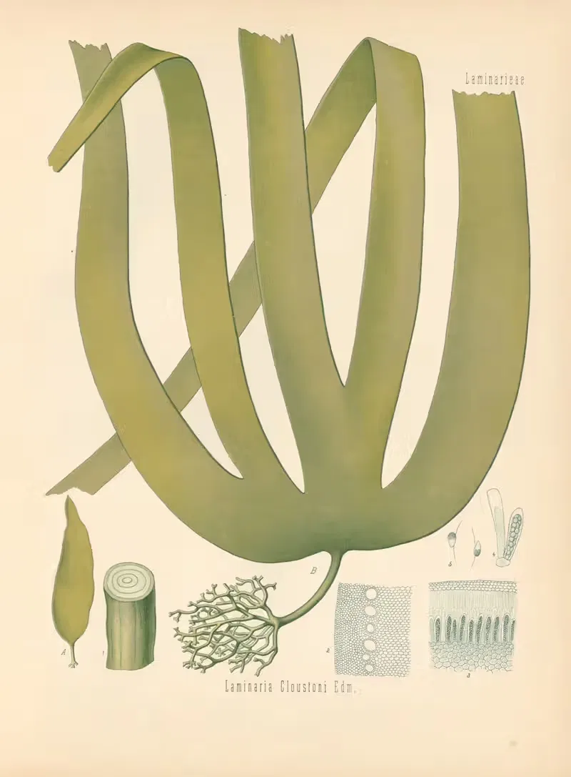 Laminaria Cloustoni by Gustav Pabst, 1883-1914 — digital art print download