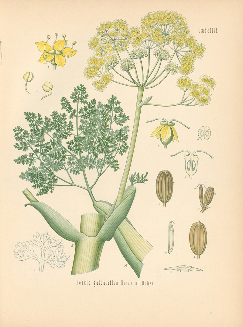 Ferula galbaniflua by Gustav Pabst, 1883-1914 — digital art print download