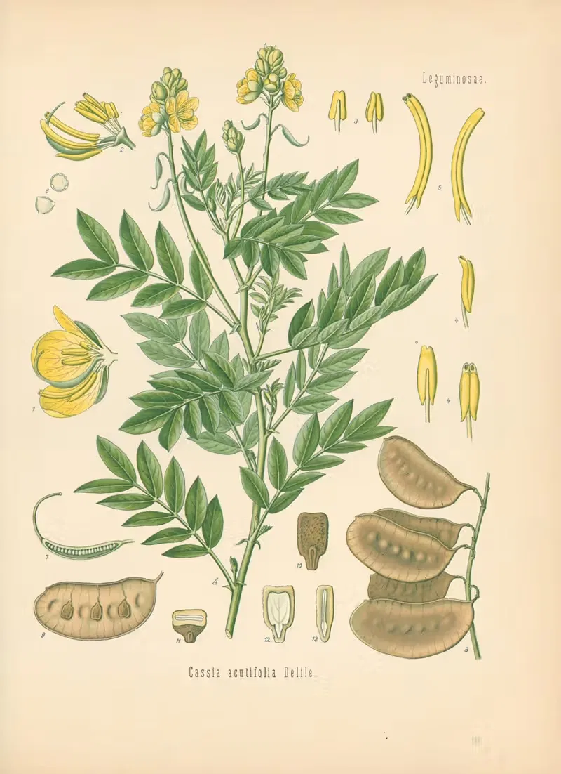 Cassia acutifolia by Gustav Pabst, 1883-1914 — digital art print download
