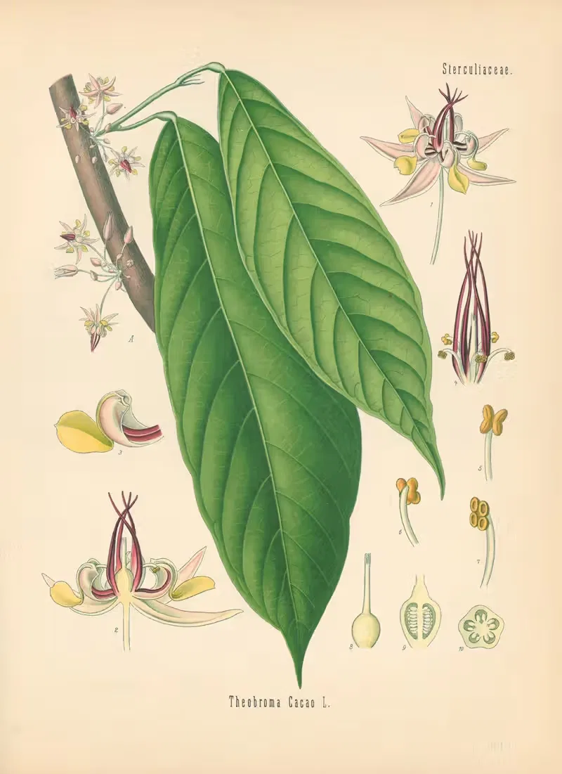 Theobroma Cacao by Gustav Pabst, 1883-1914 — digital art print download
