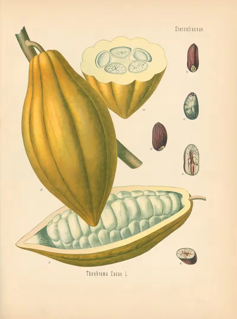 Theobroma Cacao by Gustav Pabst, 1883-1914 — digital art print download