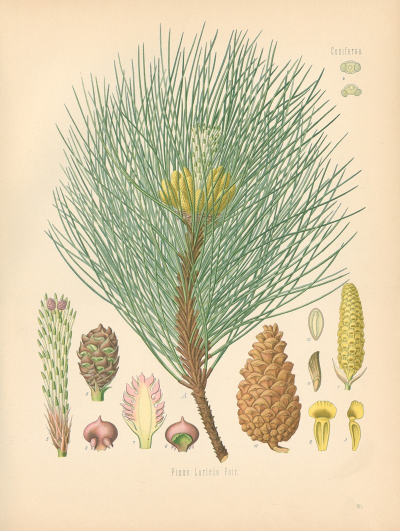 Pinus Laricio by Gustav Pabst, 1883-1914 — digital art print download