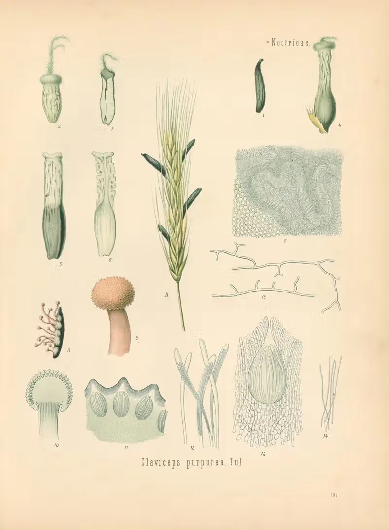 Claviceps purpurea by Gustav Pabst, 1883-1914 — digital art print download