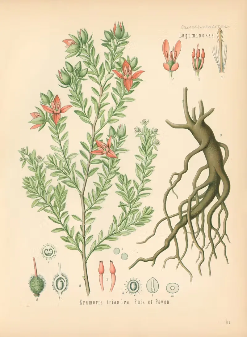 Krameria triandra by Gustav Pabst, 1883-1914 — digital art print download