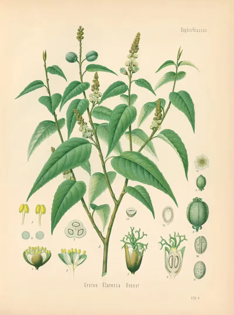 Croton Eluteria by Gustav Pabst, 1883-1914 — digital art print download