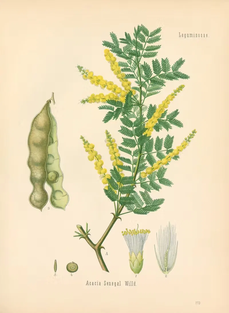 Acacia Senegal by Gustav Pabst, 1883-1914 — digital art print download