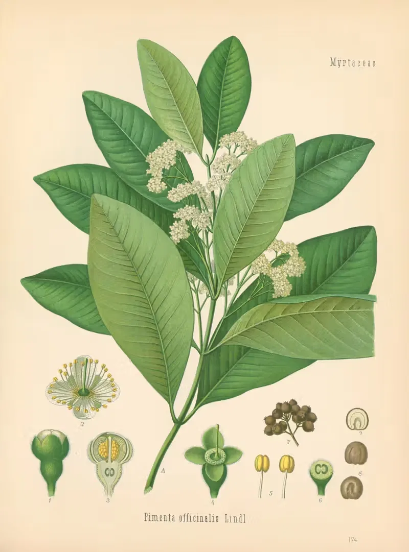 Pimenta officinalis by Gustav Pabst, 1883-1914 — digital art print download