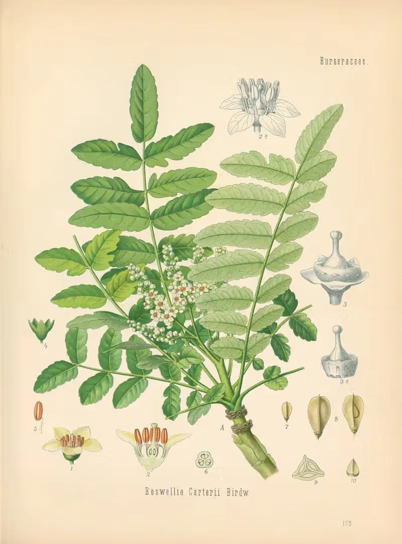 Boswellia Carterii by Gustav Pabst, 1883-1914 — digital art print download