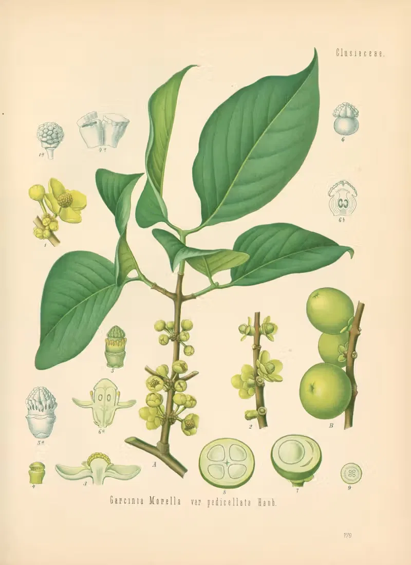 Garcinia Morella by Gustav Pabst, 1883-1914 — digital art print download