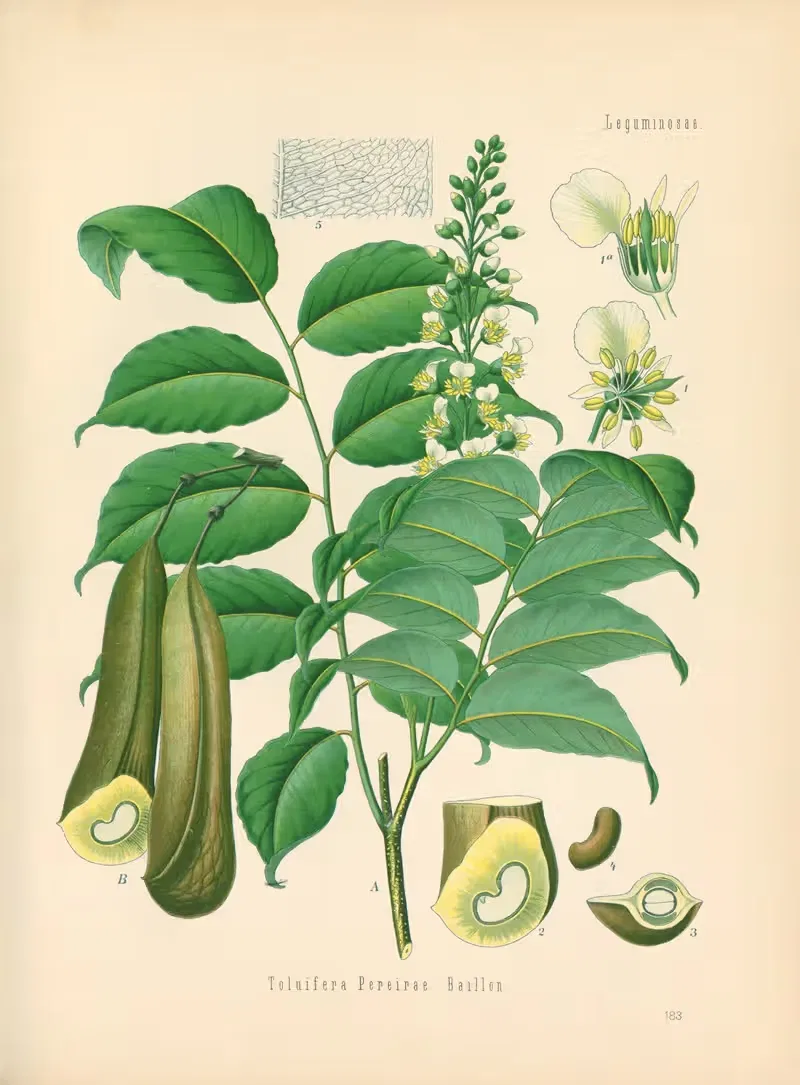 Toluifera Pereirae by Gustav Pabst, 1883-1914 — digital art print download