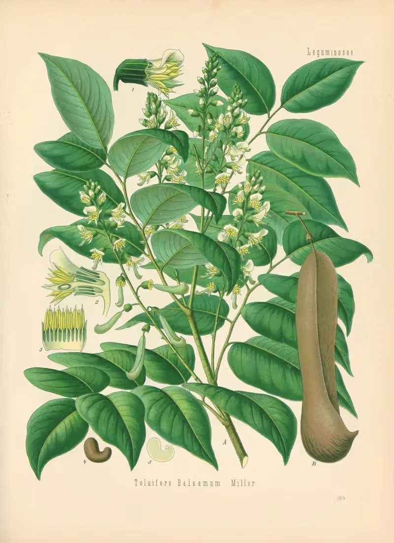 Toluifera Balsamum by Gustav Pabst, 1883-1914 — digital art print download