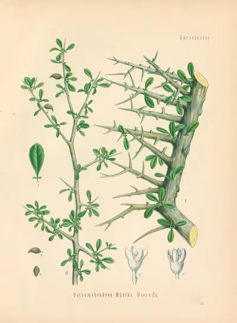 Balsamodendron Myrrha by Gustav Pabst, 1883-1914 — digital art print download