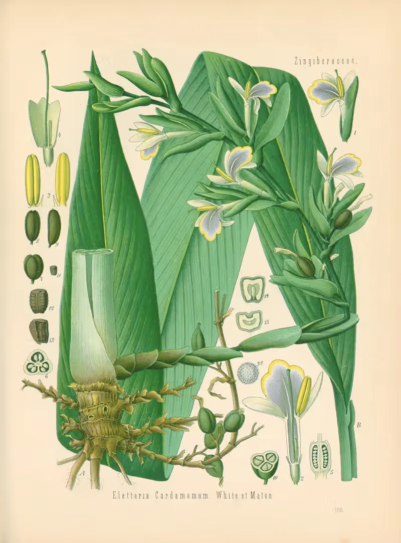 Elettaria Cardamomum by Gustav Pabst, 1883-1914 — digital art print download