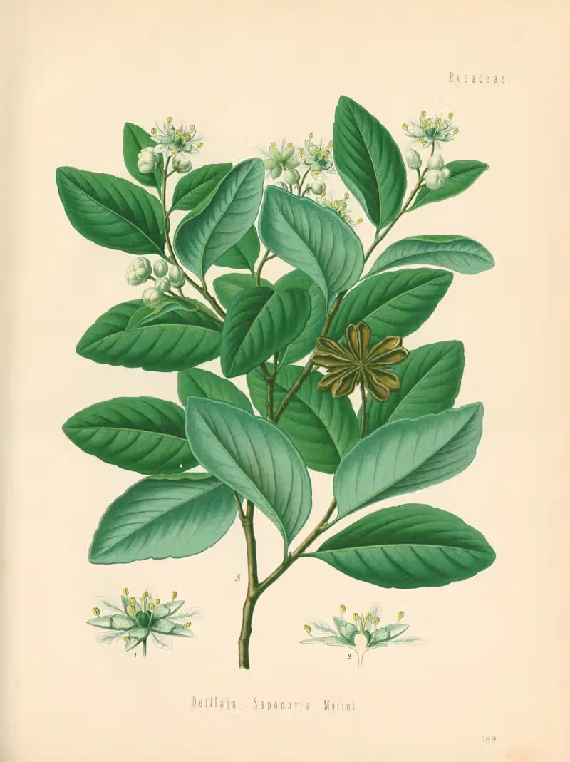 Quillaja Saponaria by Gustav Pabst, 1883-1914 — digital art print download
