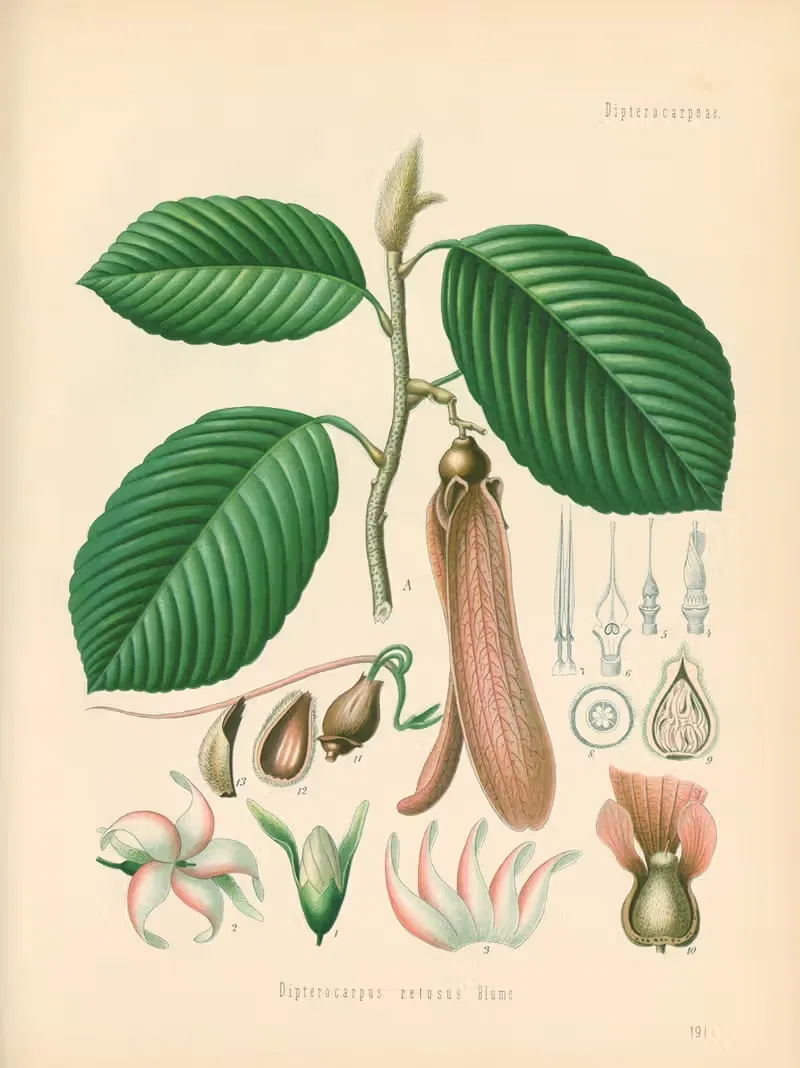 Dipterocarpus retusus by Gustav Pabst, 1883-1914 — digital art print download