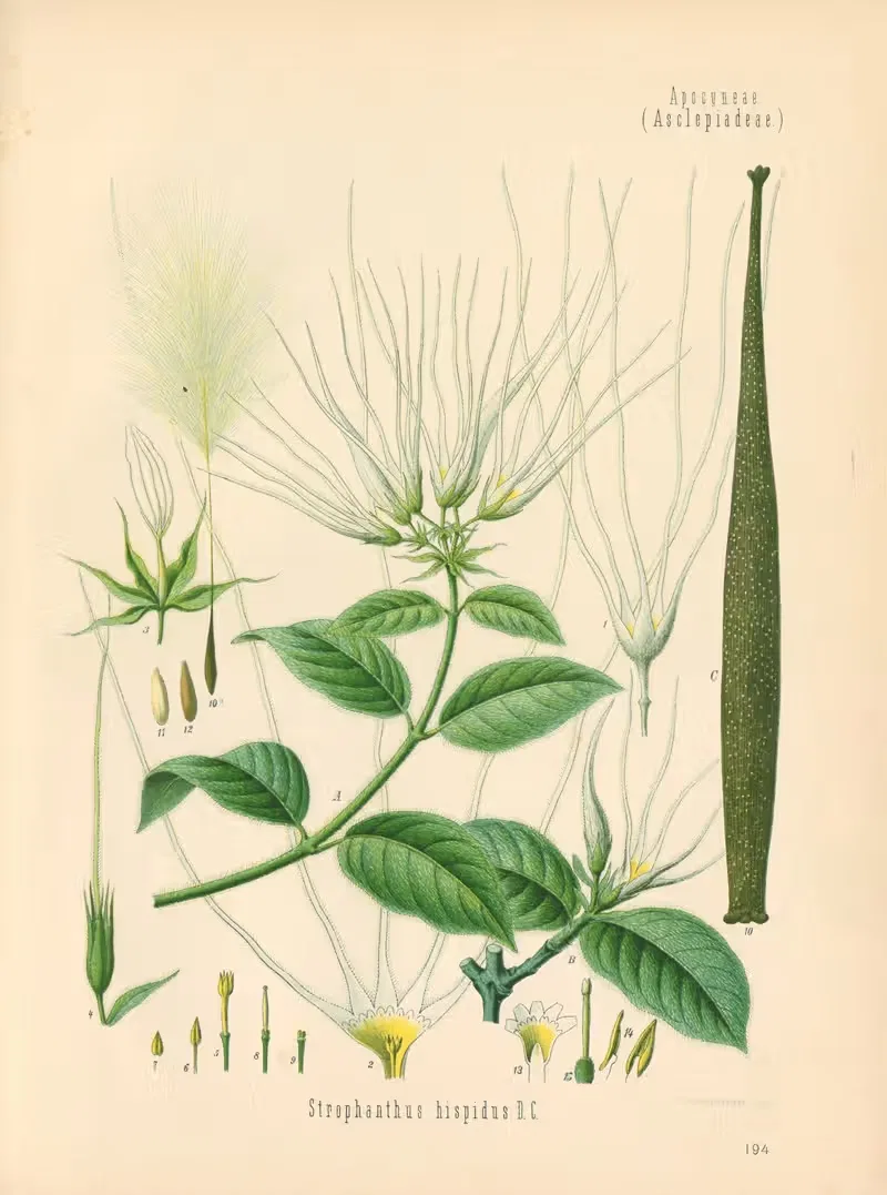 Strophanthus hispidus by Gustav Pabst, 1883-1914 — digital art print download
