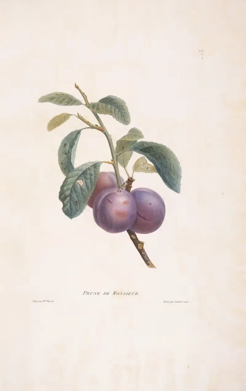 Prune de Monsieur by Henriette Antoinette Vincent, 1820 — digital art print download