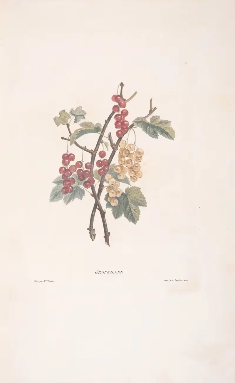 Groseilles by Henriette Antoinette Vincent, 1820 — digital art print download