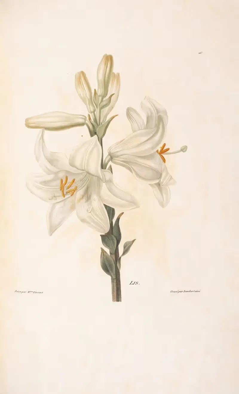 Lis by Henriette Antoinette Vincent, 1820 — digital art print download
