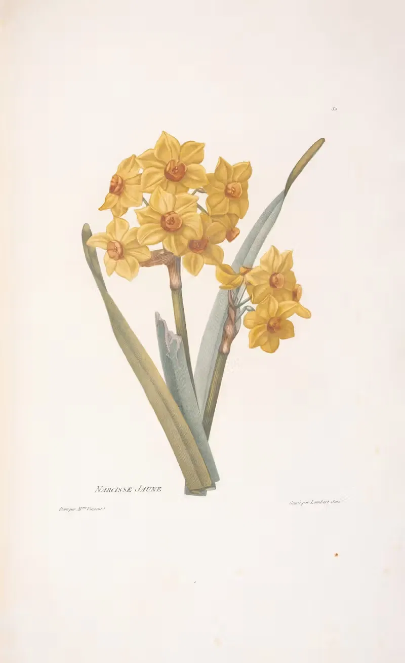 Narcisse Jaune by Henriette Antoinette Vincent, 1820 — digital art print download