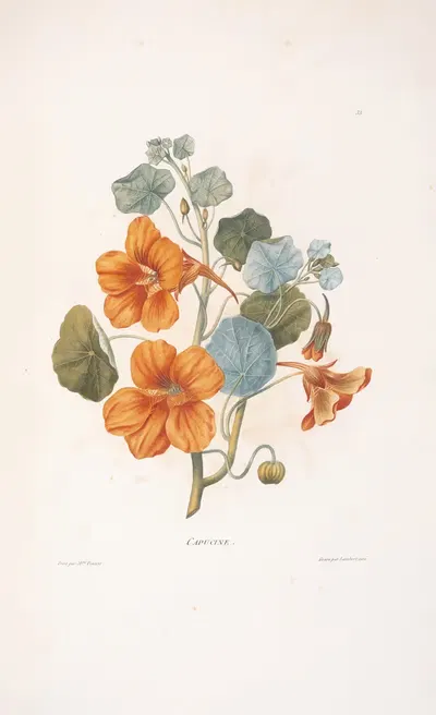 Capucine by Henriette Antoinette Vincent, 1820 — digital art print download