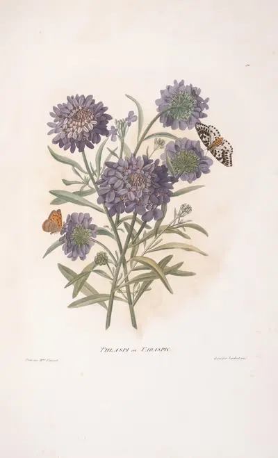 Thlaspi ou Taraspic by Henriette Antoinette Vincent, 1820 — digital art print download