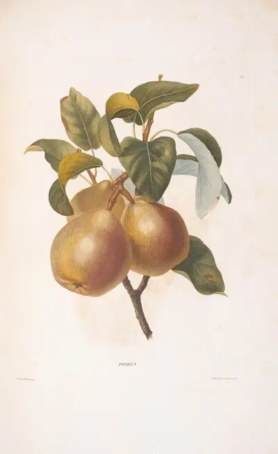 Poires by Henriette Antoinette Vincent, 1820 — digital art print download