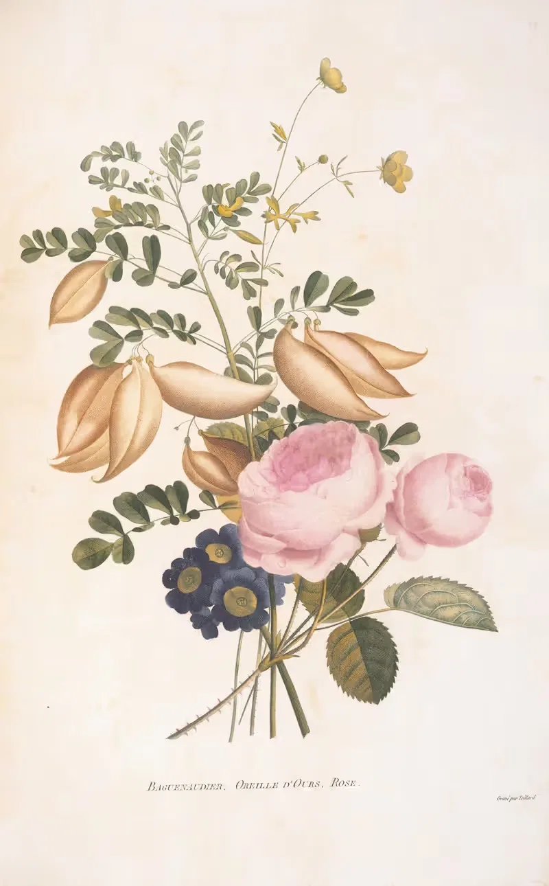 Baguenaudier, Oreille d'Ours, Rose by Henriette Antoinette Vincent, 1820 — digital art print download