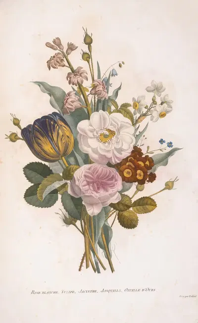 Rose Blanche, Tulipe, Jacinthe, Jonquille, Oreille d'Ours by Henriette Antoinette Vincent, 1820 — digital art print download