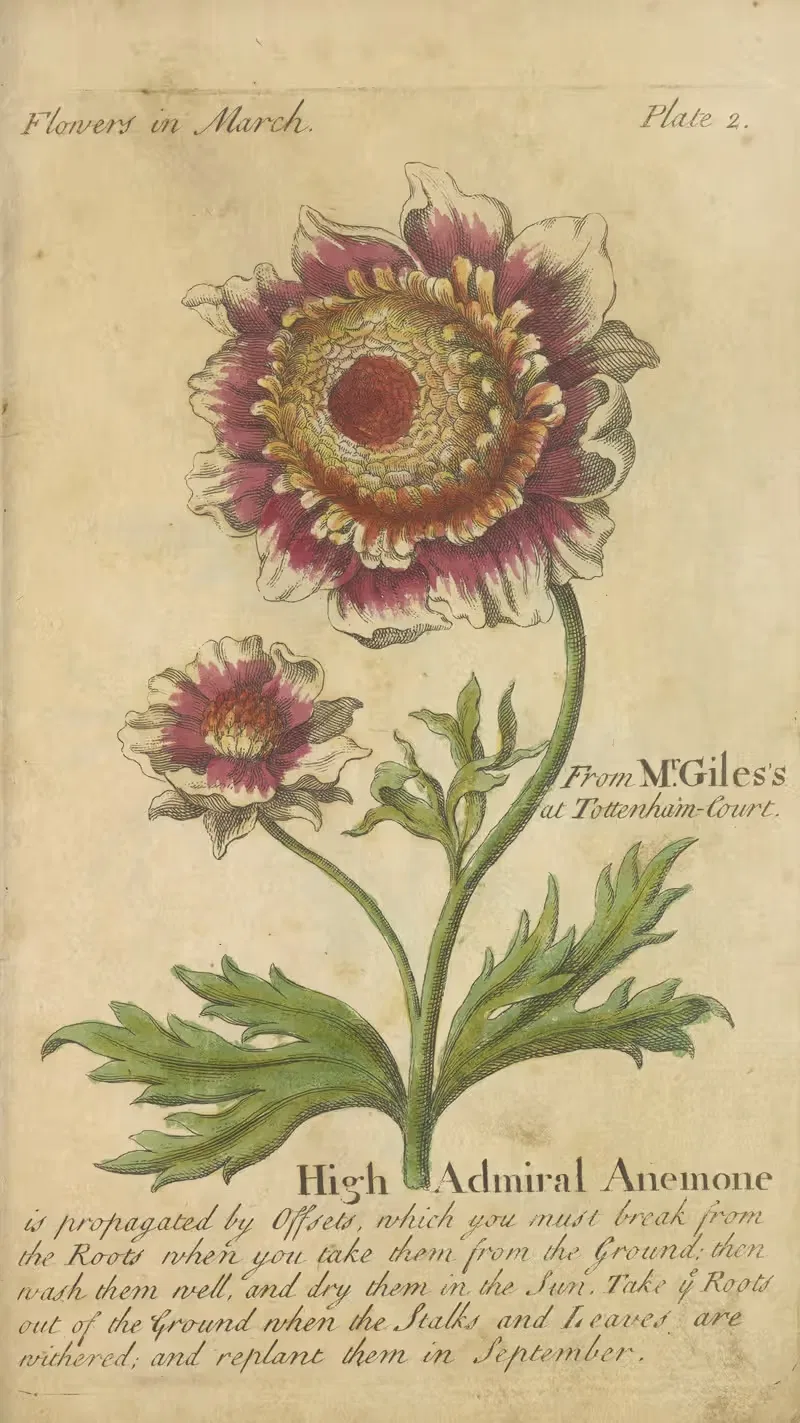 High admiral Anemone by J. Duke, 1747 — digital art print download