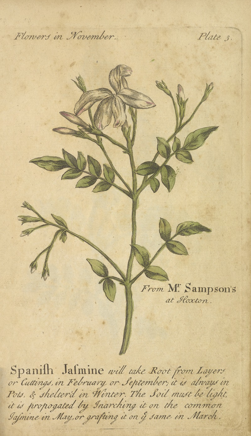 Spanish Jasmine by J. Duke, 1747 — digital art print download