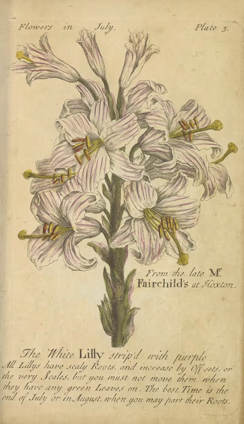 The White Lilly striped with purple — J. Duke