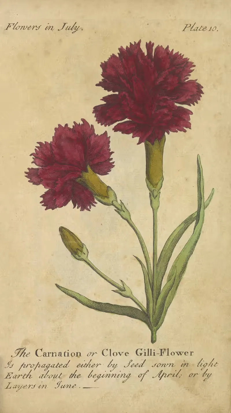 The Carnation or Clove Gilli-Flower — J. Duke