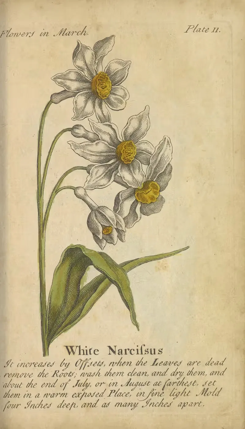 White Narcissus by J. Duke, 1747 — digital art print download