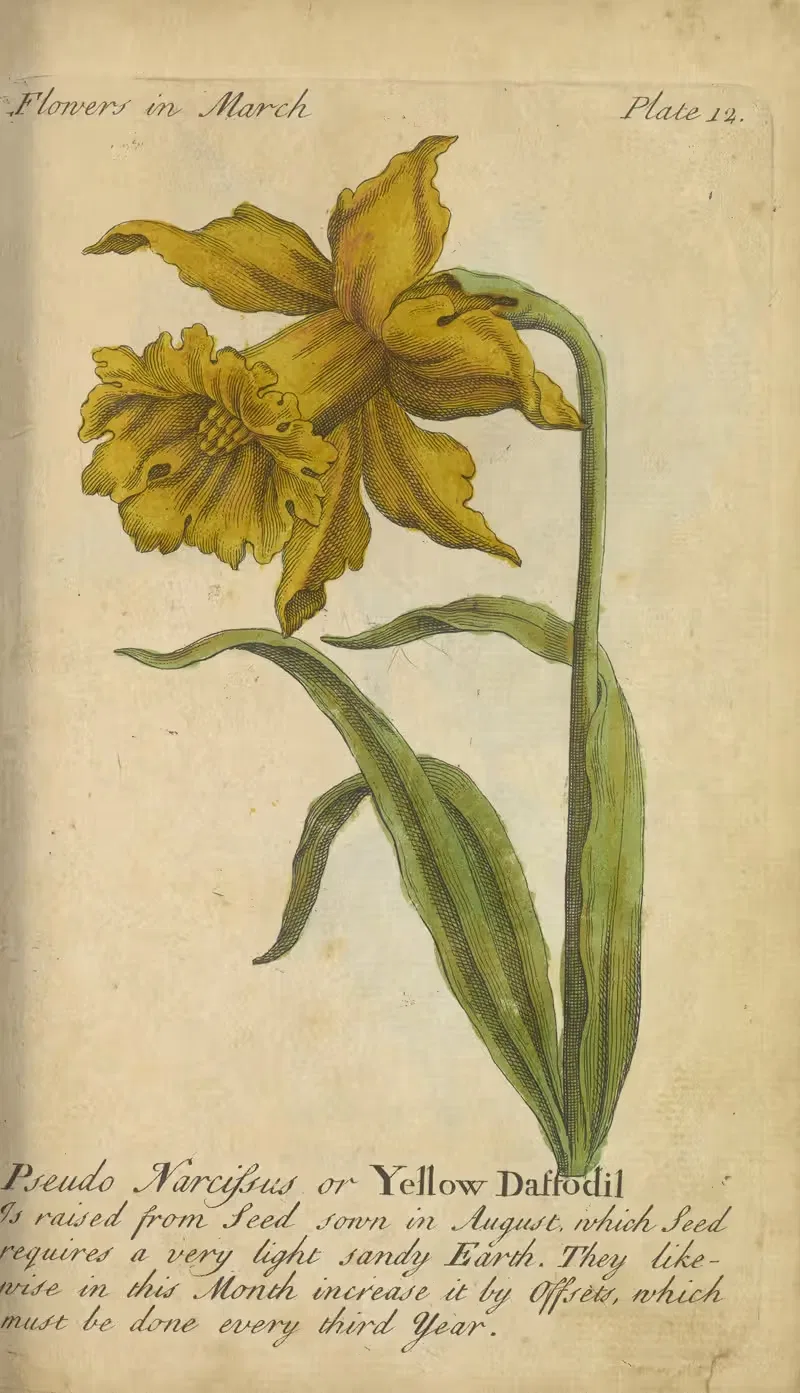 Pseudo Narcissus or Yellow Daffodil by J. Duke, 1747 — digital art print download