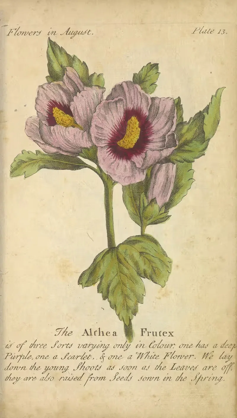 The Althea Frutex by J. Duke, 1747 — digital art print download