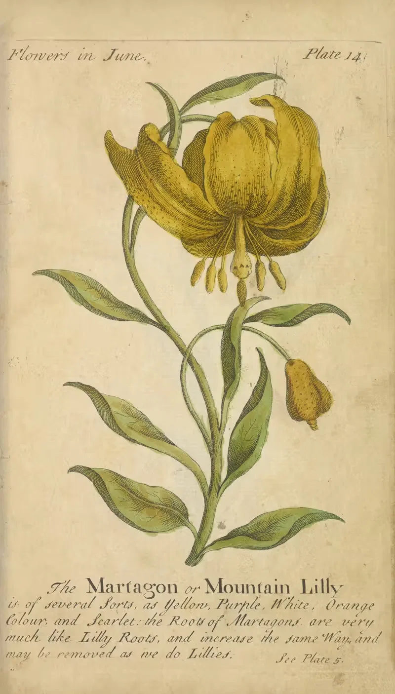 The Martagon or Mountain Lilly by J. Duke, 1747 — digital art print download