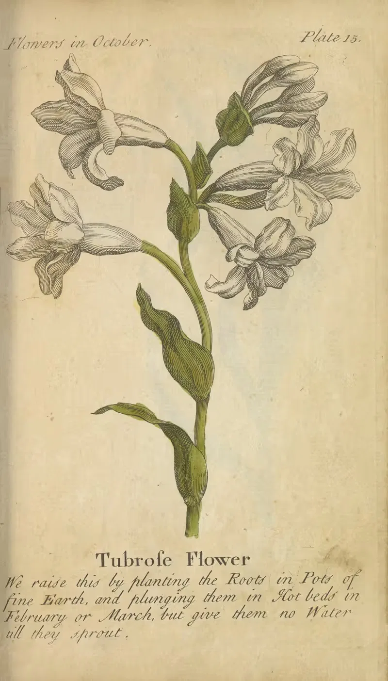 Tubrose Flower by J. Duke, 1747 — digital art print download