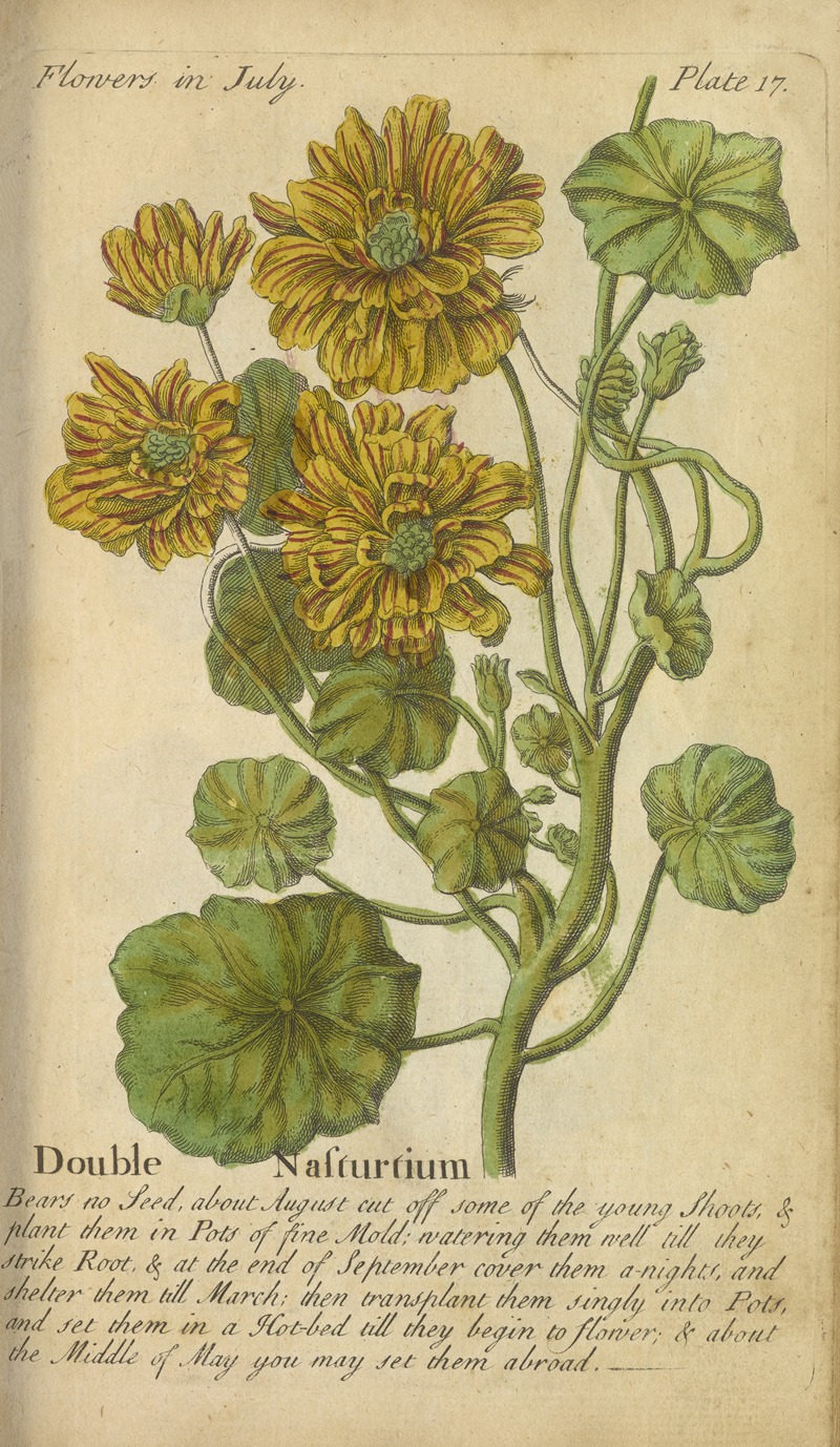 Double Nasturtium by J. Duke, 1747 — digital art print download