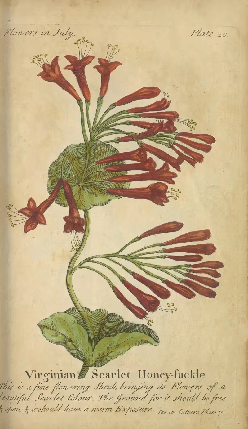Virginian Scarlet Honey-suckle — J. Duke