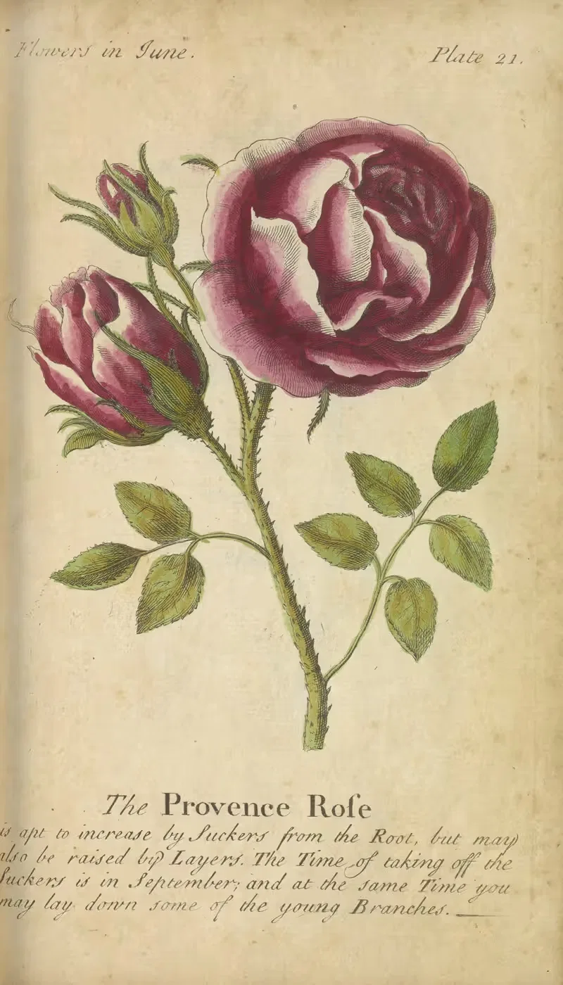 The Provence Rose by J. Duke, 1747 — digital art print download