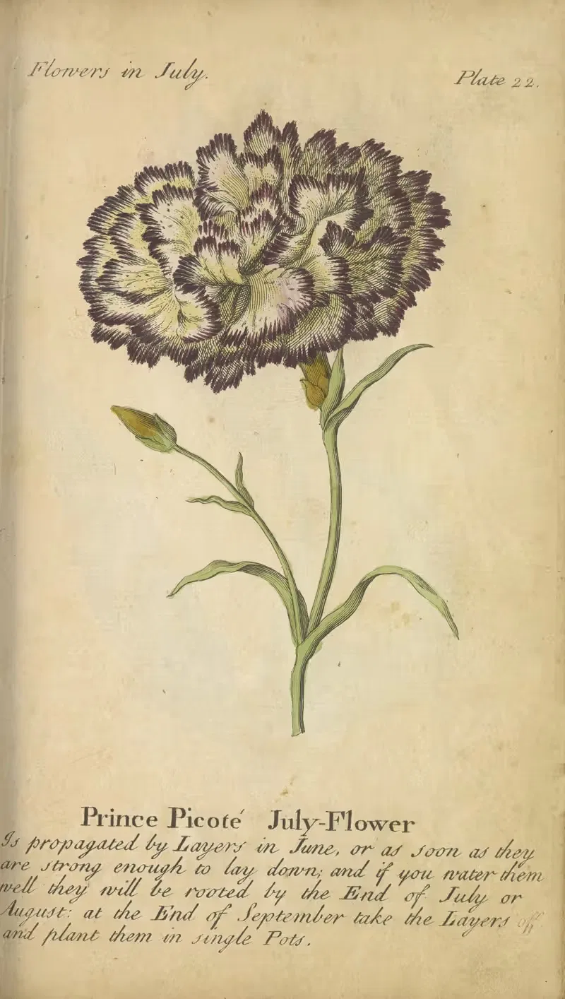 Prince Picote July-Flower by J. Duke, 1747 — digital art print download