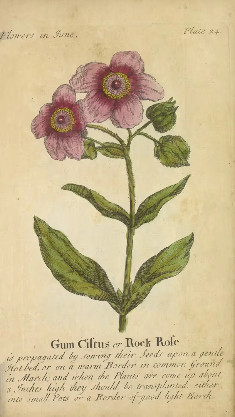 Gum Cistus or Rock Rose — J. Duke