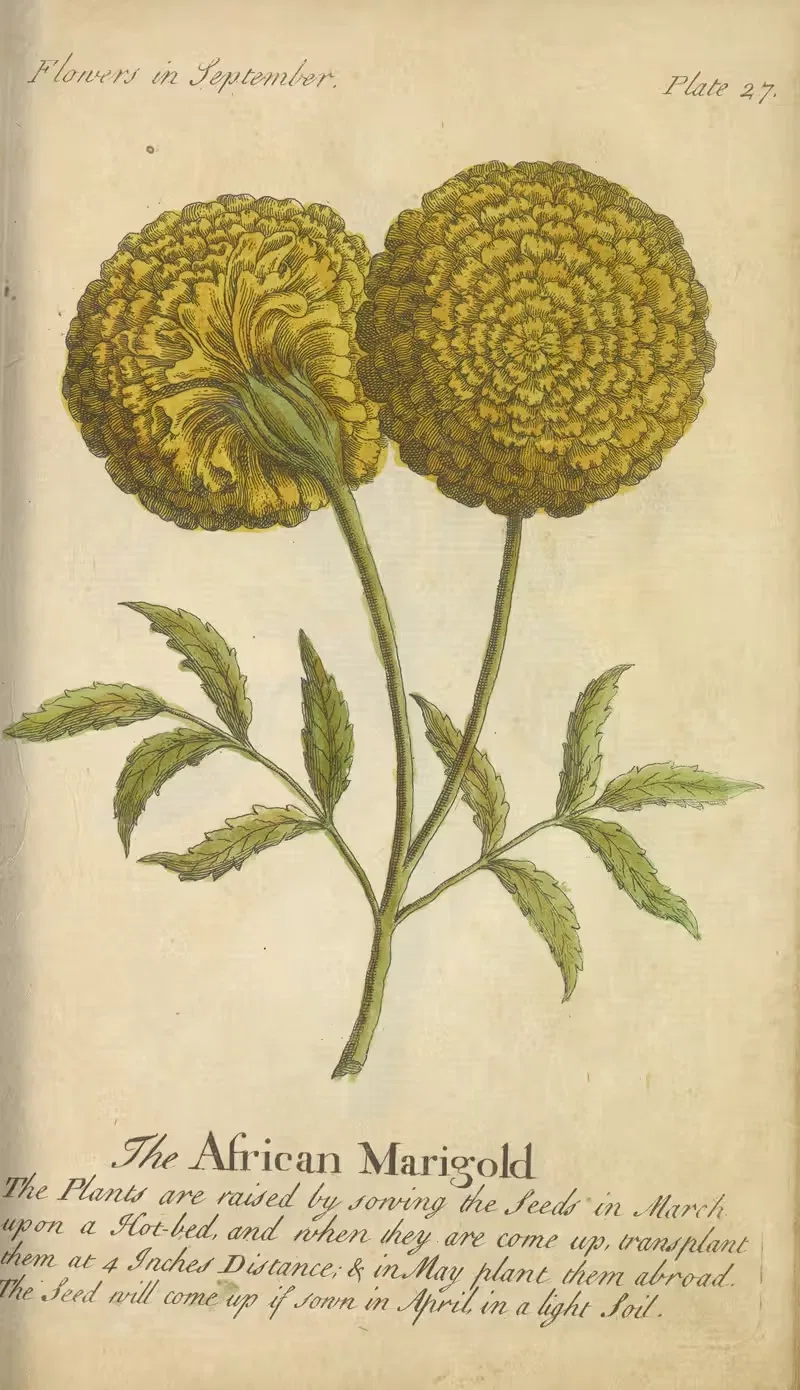 The African Marigold by J. Duke, 1747 — digital art print download