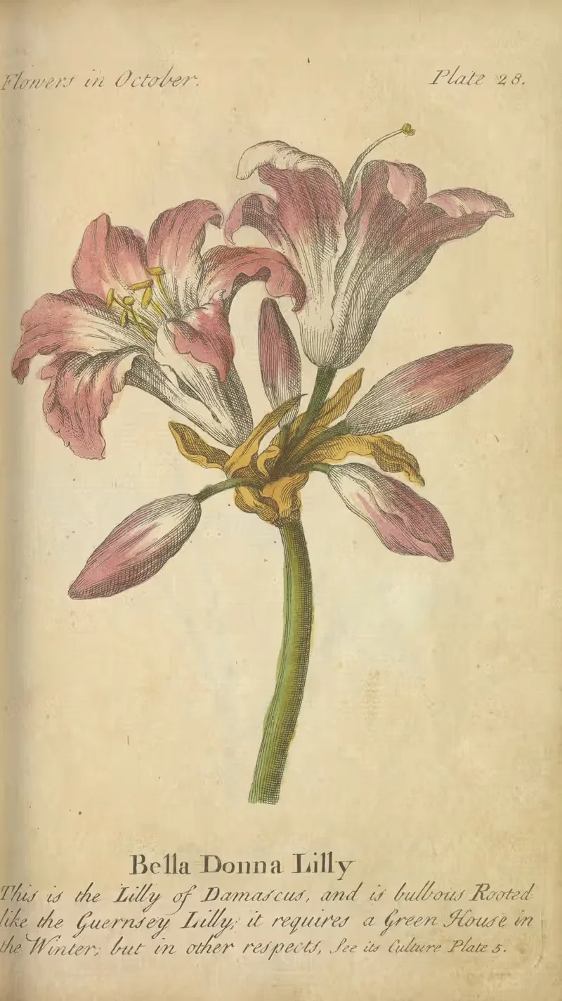 Bella Donna Lilly by J. Duke, 1747 — digital art print download